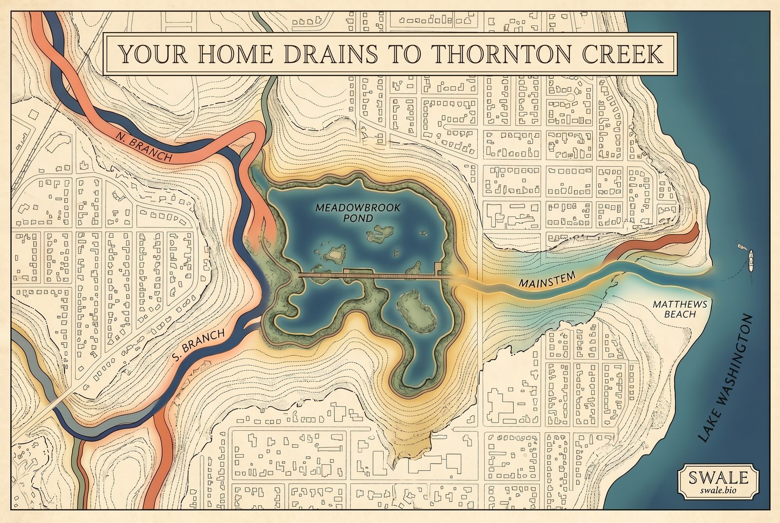 Hand-drawn map of the Thornton Creek watershed: North and South Branches meeting at Meadowbrook Pond, the Mainstem flowing to Lake Washington
